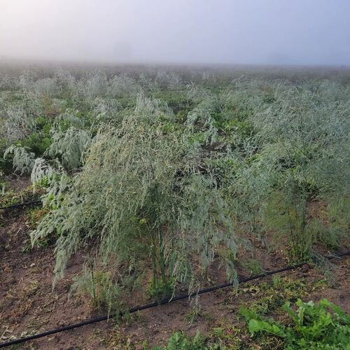 Images Catorcectáreas