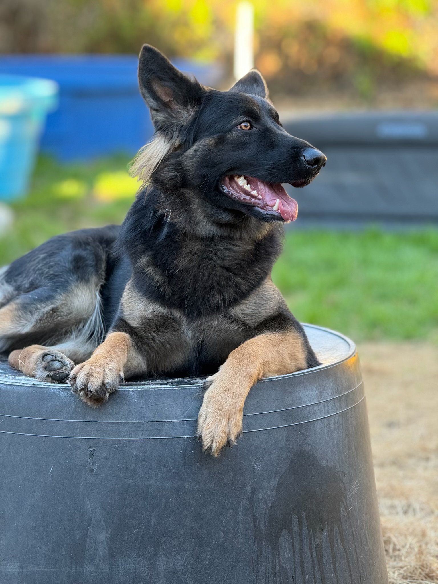 Russell's K9 Academy Image