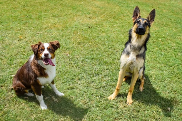 Images Tailwaggers Country Inn