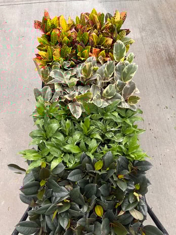 Images Grant Line Garden Center & Nursery