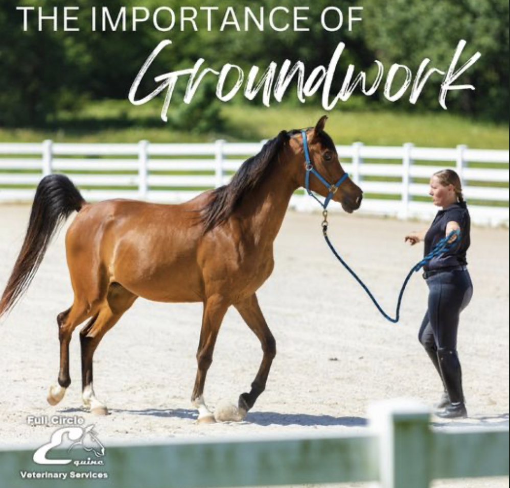 If your horse seems out of control it’s a great idea to restart your training process by providing the groundwork, an essential component of a successful equestrian partnership. This helps to establish the following: communication between you and your horse, builds trust and respect, and can be used to reinforce basic training. Give us a call today for more information or a recommendation of a qualified trainer.