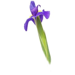 Iris-Apotheke  