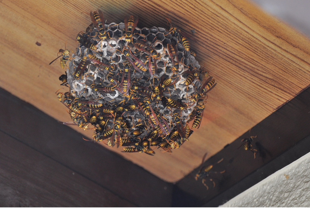 Wespen Experten Basel Wespennest entfernen, Feldbergstrasse 80 in Basel