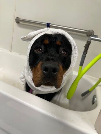 Images VCA Preston Park Animal Hospital