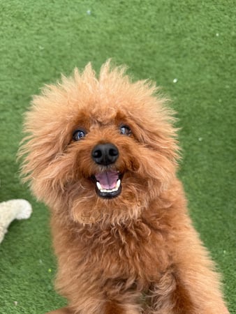 Images Pawfect Pals Miami