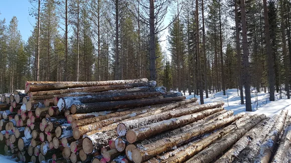 Images Kuusamon Yhteismetsä