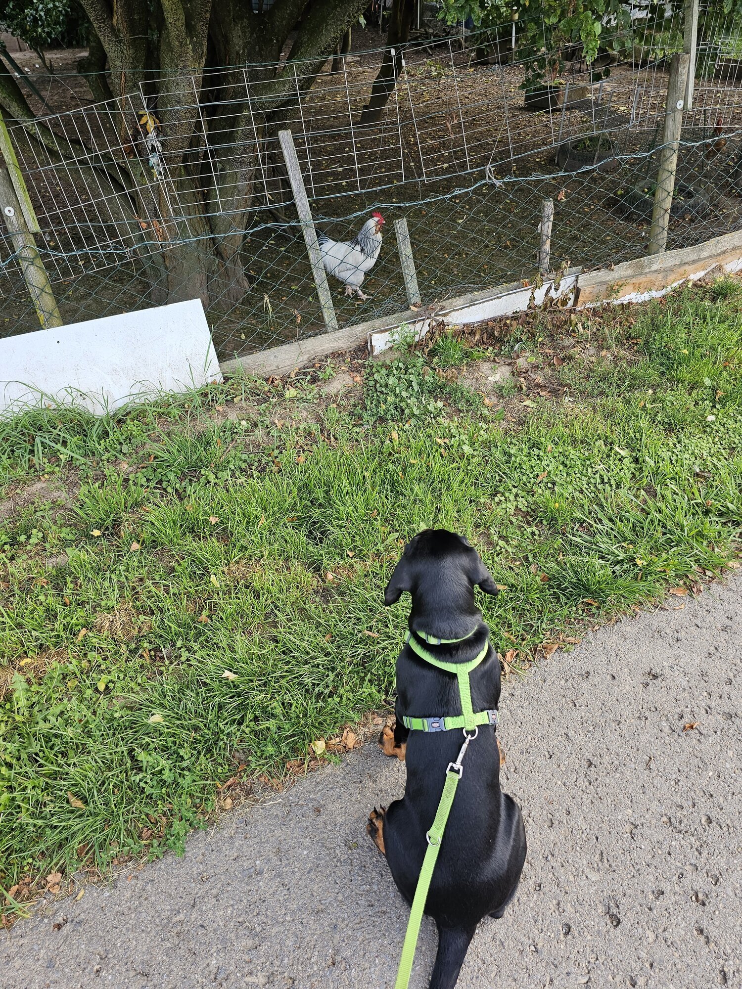 Bilder Miris Hundeschule
