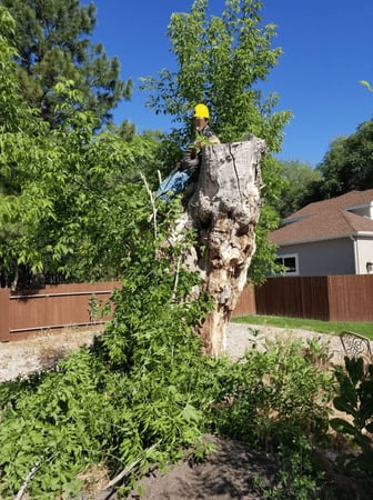 Images Utah Stump Grinding LLC