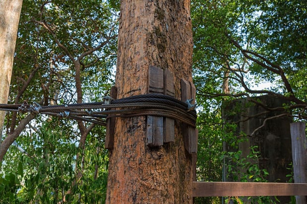Images Vega's Tree Service