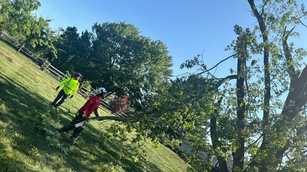Images Alpha 1 Tree Experts Inc