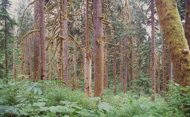 Images Ralphs Tree Service