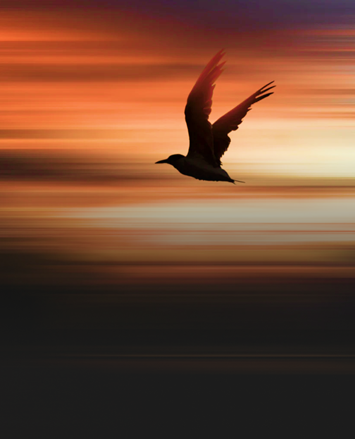 Silhouette of a bird flying fast against a blurred background.