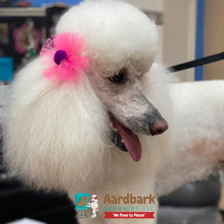 Aardbark Grooming Photo