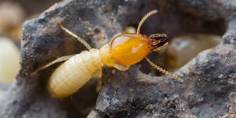 Sureguard Termite & Pest Services Photo