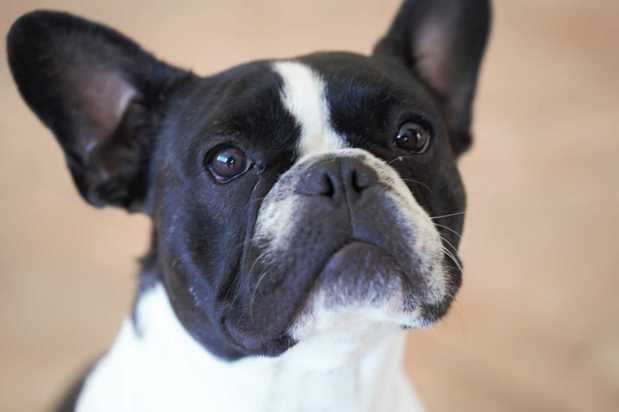 Images VCA Becker Animal Hospital and Pet Resort