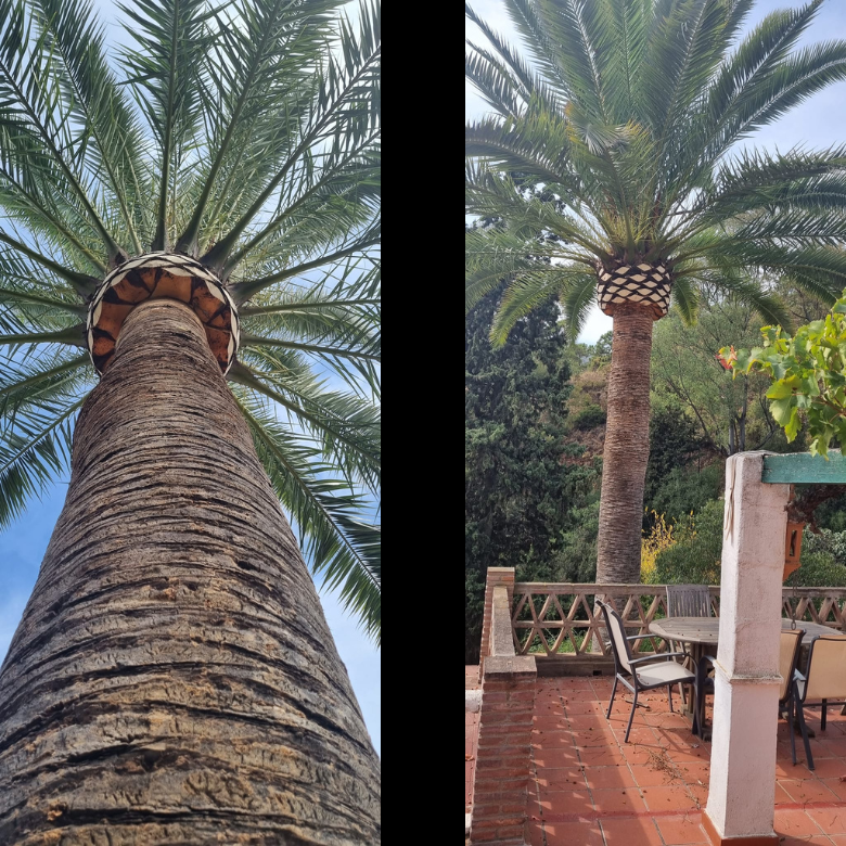 Images Pruning Palms And Garden Service Poda De Palmeras Y Jardinería En Málaga