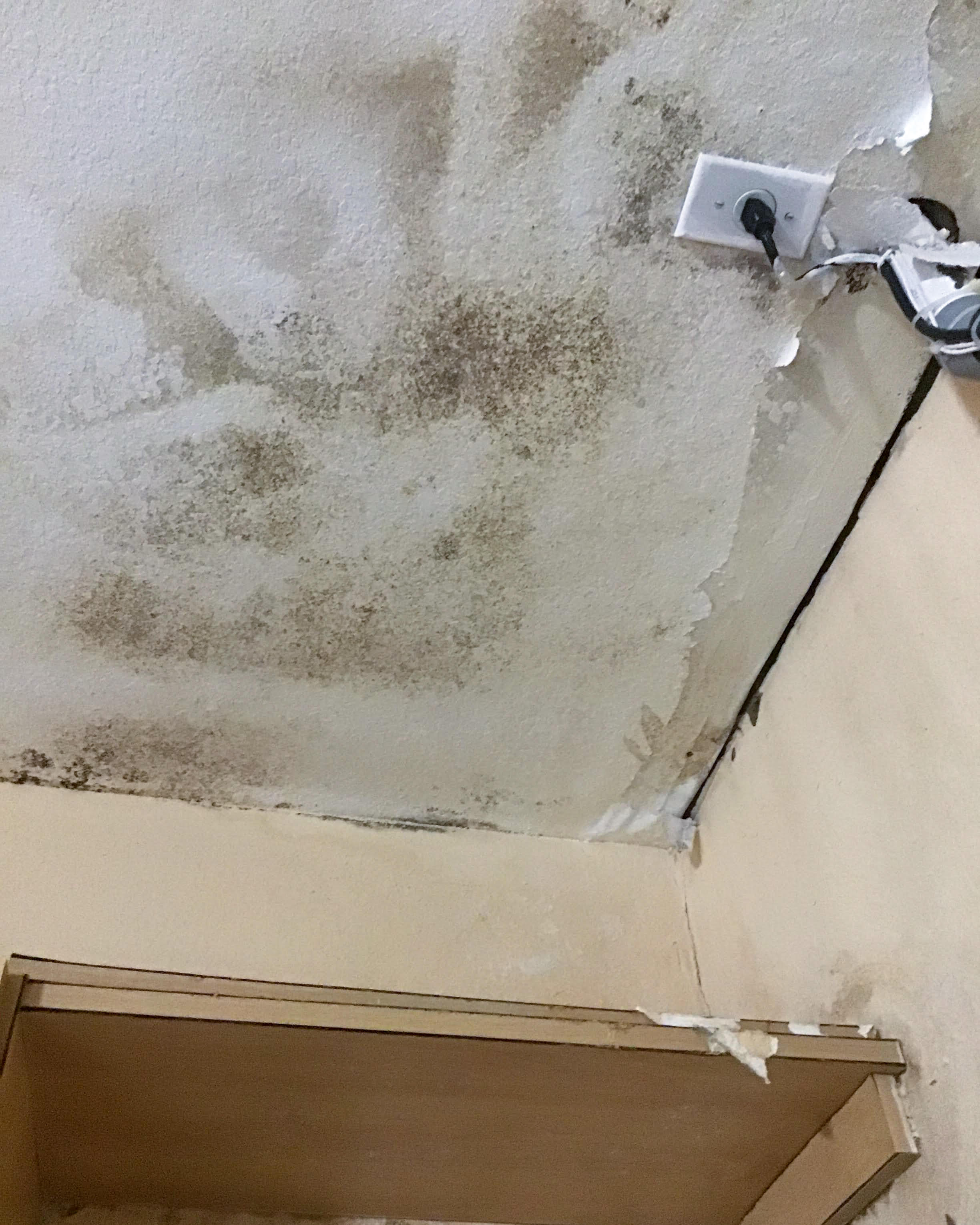 Once formed, mold can quickly spread throughout your Boca Raton home and business and cause severe damage to your property.