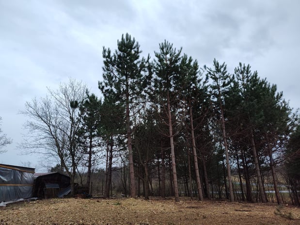 Images TK Land Management LLC