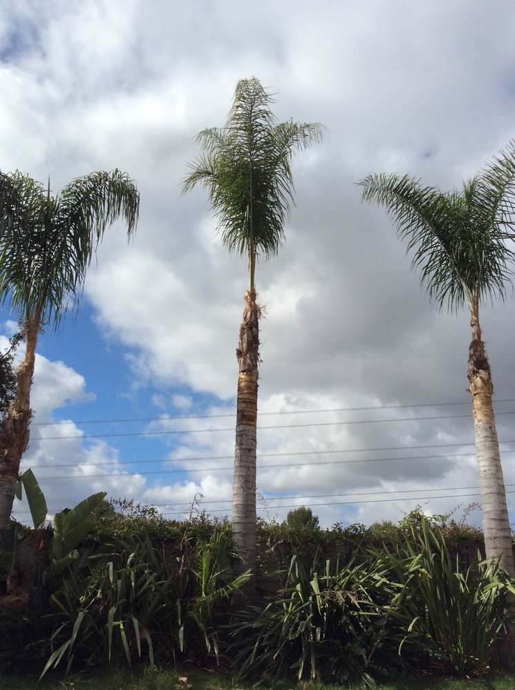 Alex Tree Service Logo