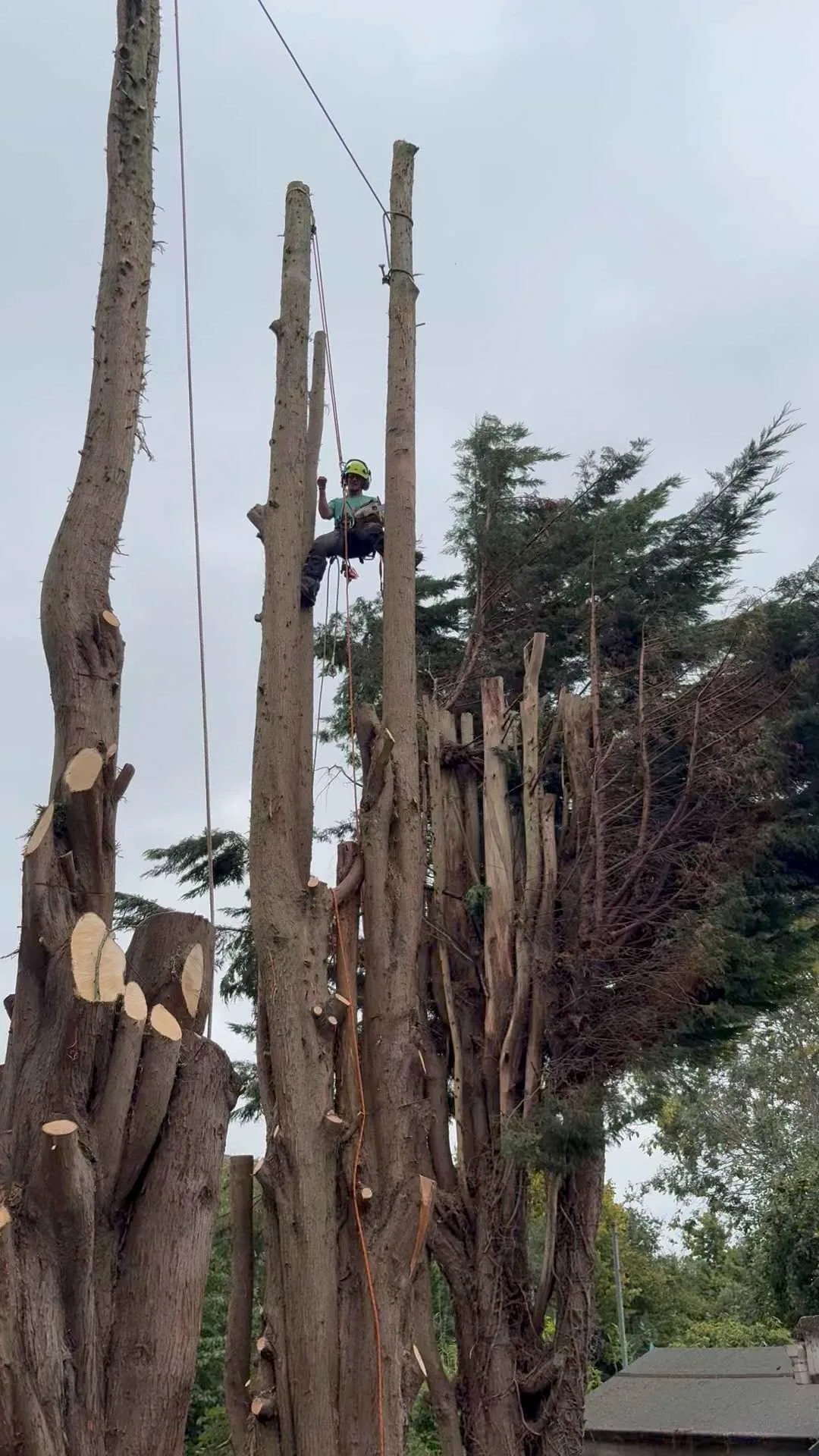 Images Arborist Tree Surgeons