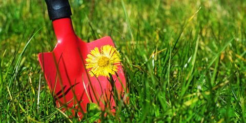 Weed Control Tips for Your Yard Taylor's Weed & Pest Control LLC Hobbs (575)492-9247