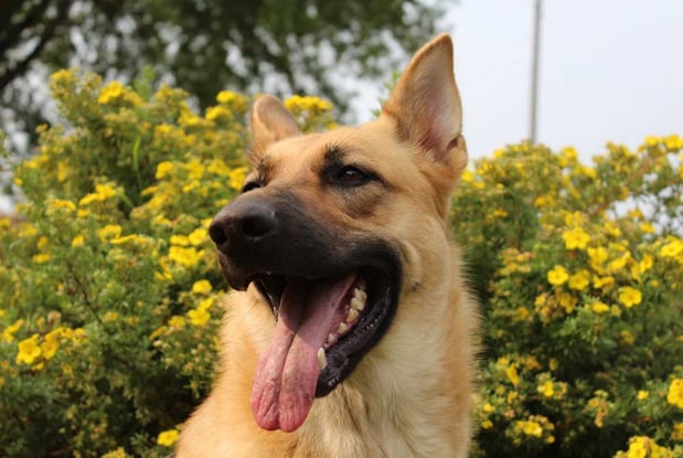 Images Acorn Lake Veterinary Service