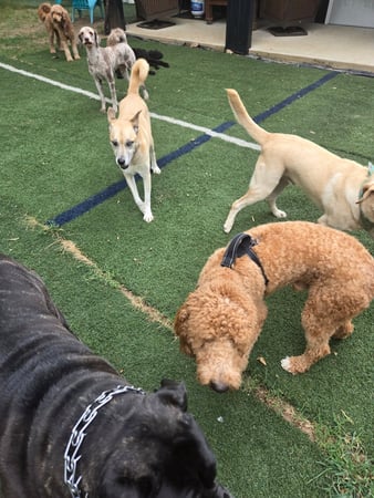 Images Wag Watchers DayCare & Spa