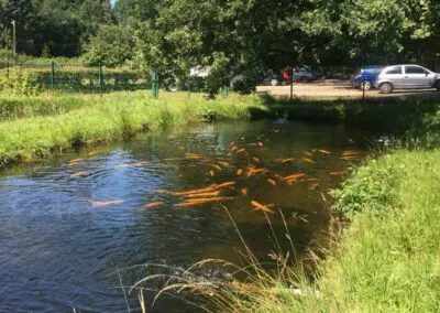 Angelsee Bendestorfer Wassermühle Inhaber: Dirk Schmanns, Bendestorfer Chaussee 17 in Bendestorf