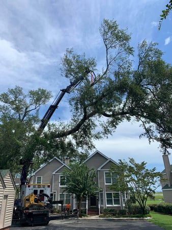 Images A Cut Above Tree Experts