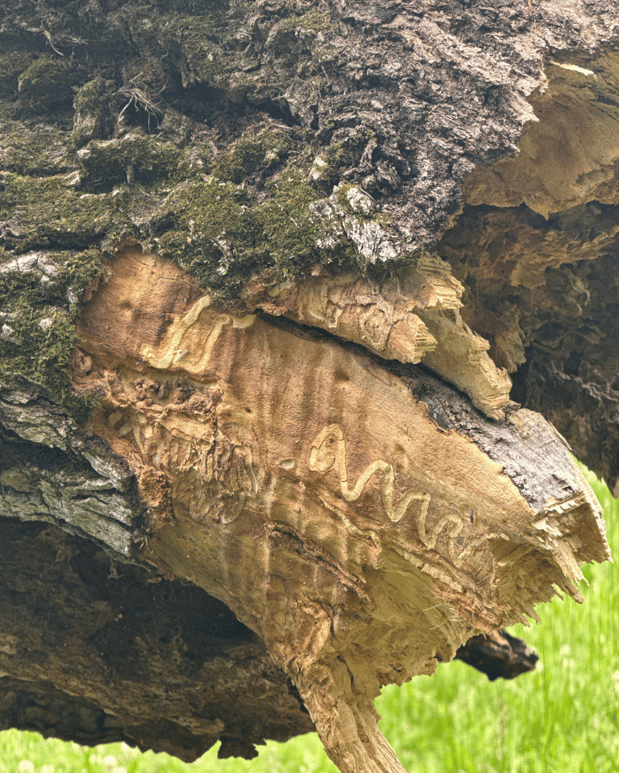 Images Tree Masters of Tennessee