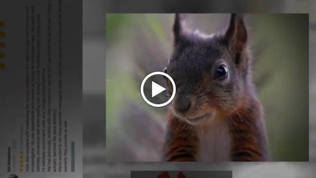 Images Omega Animal Removal Dallas