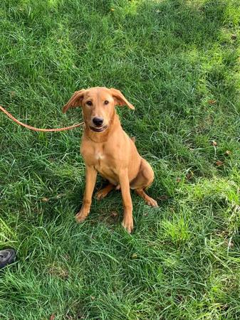 Images Elkhound Ranch Kennels