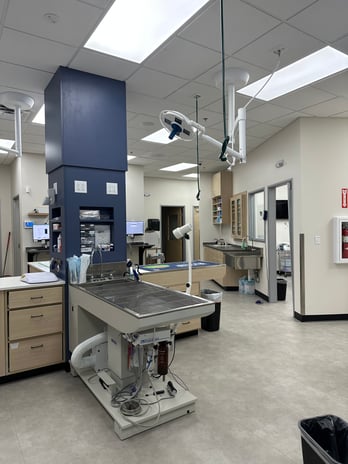 Images CityVet | Castle Hills Veterinary Clinic & Urgent Care