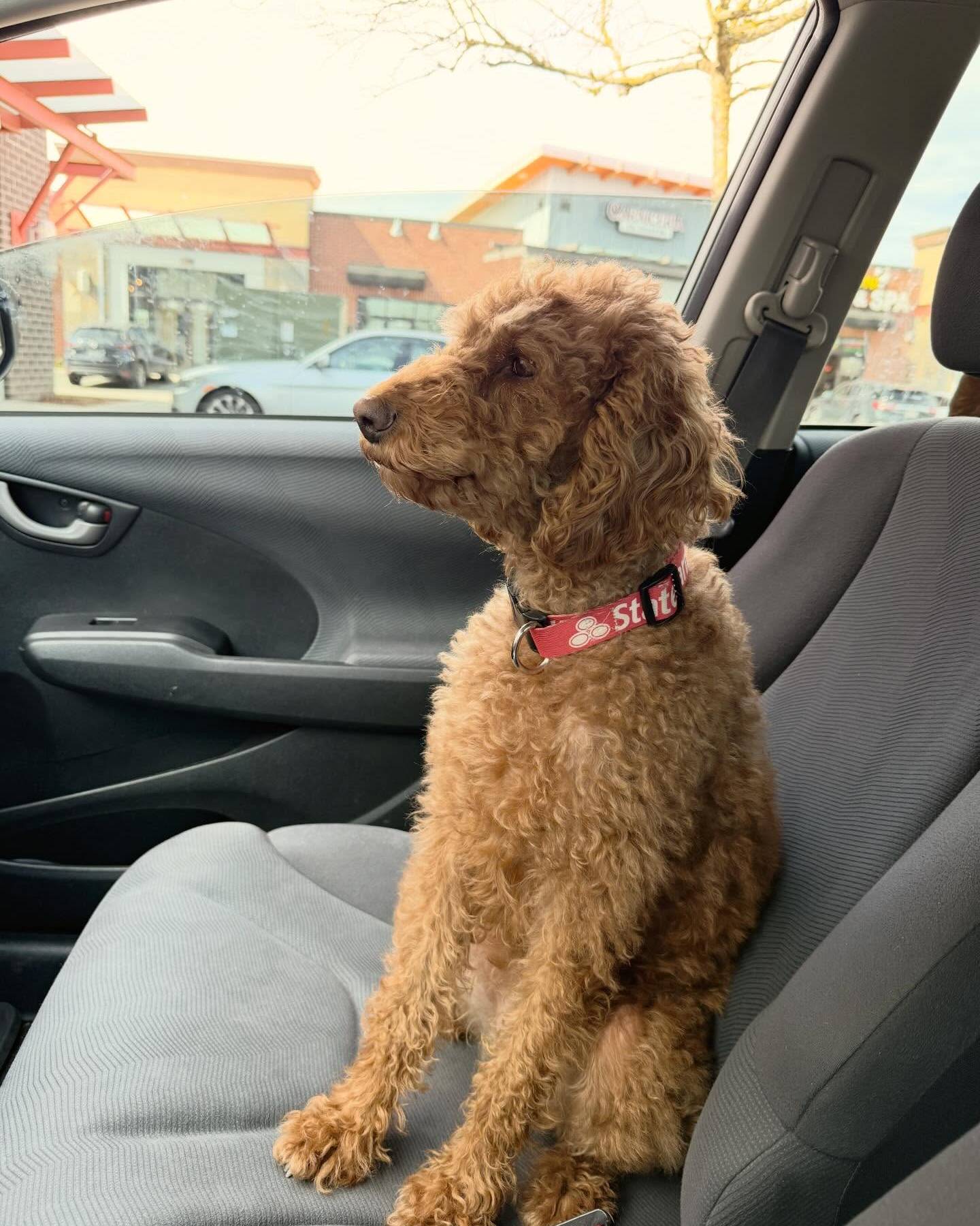 The best little sidekick joined me today for home photos and errands!