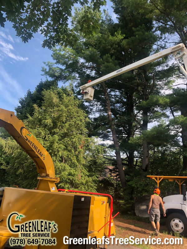 Greenleaf's Tree Service Photo