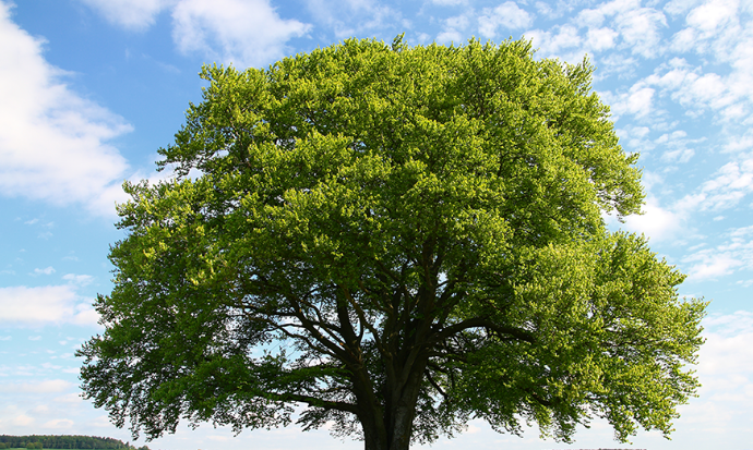 Images J. Daniels' Trees