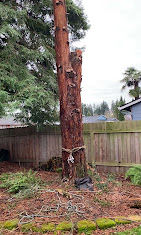 Images Alexa's Tree Service