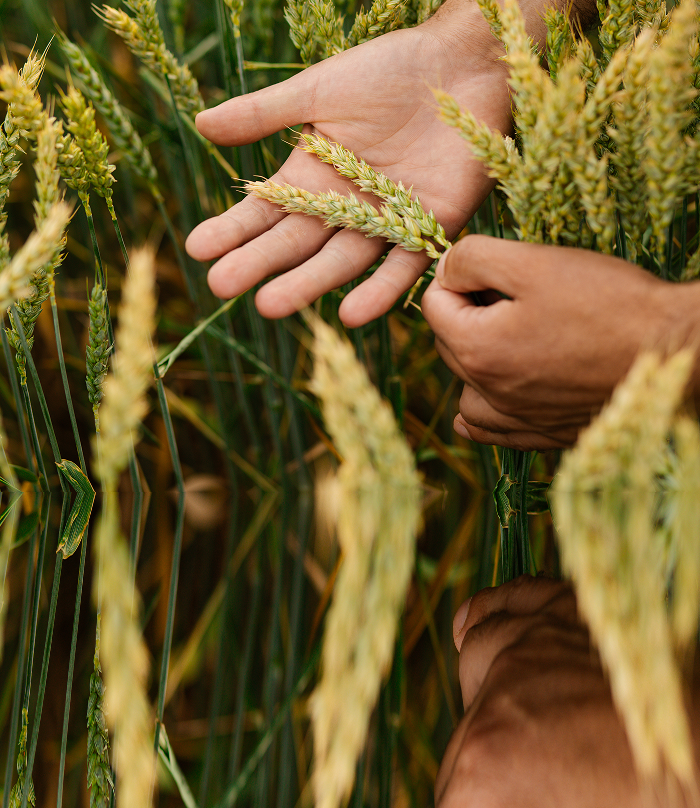 Close up of someone holding wheat in their hands.