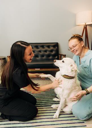 Images PetVet365 Pet Hospital Louisville / Jeffersontown