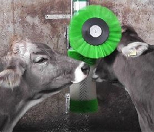 Images Gorteade Cow Care