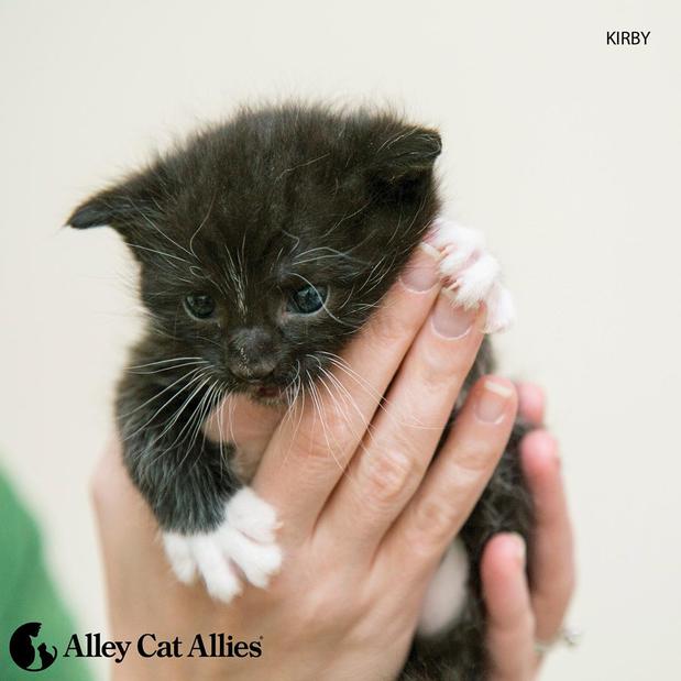 Images Alley Cat Allies