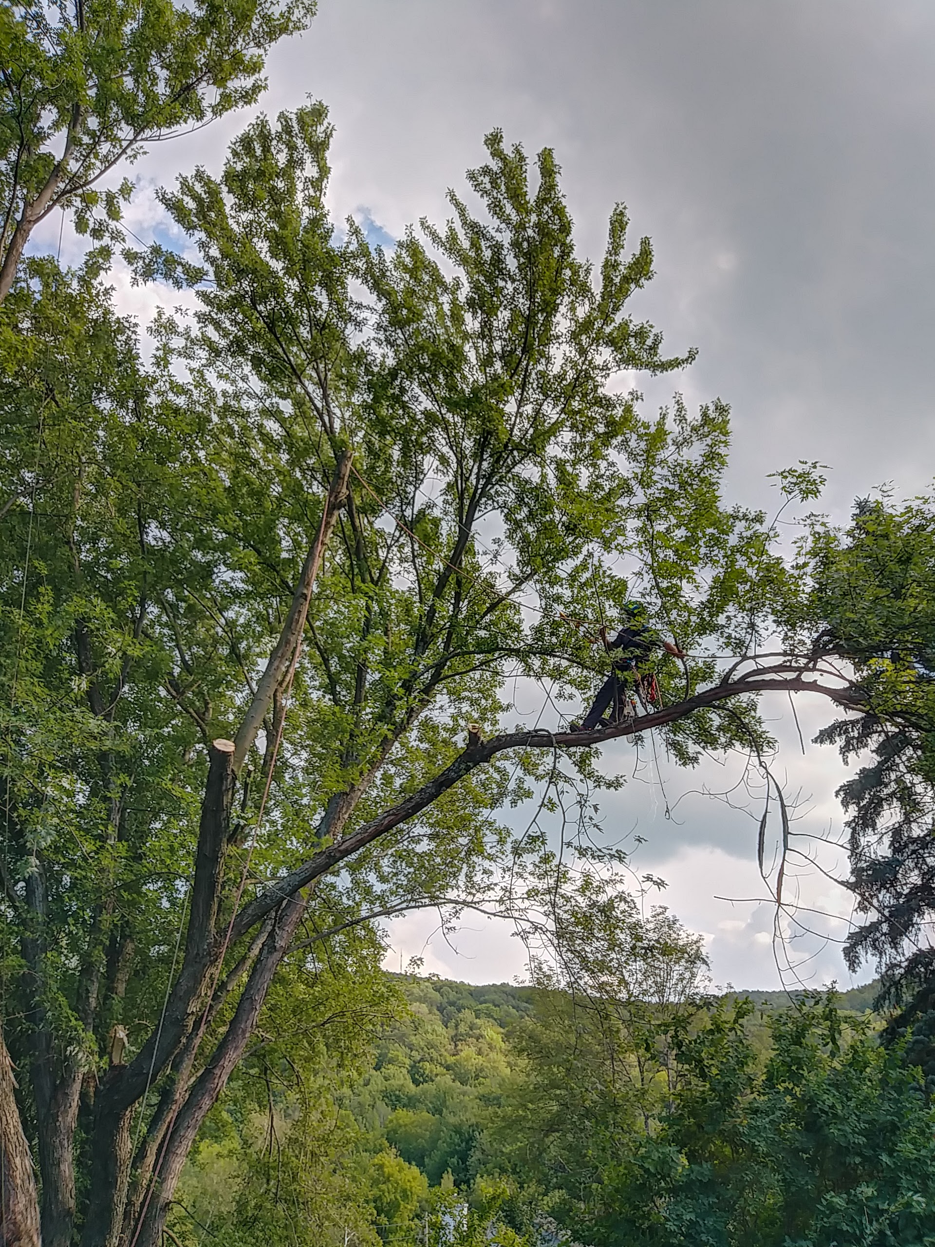 Images Canopée Service d'Arboriculture