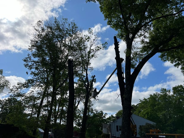 Images Yankee Tree Service
