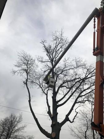 Images Jimmy's Tree Service