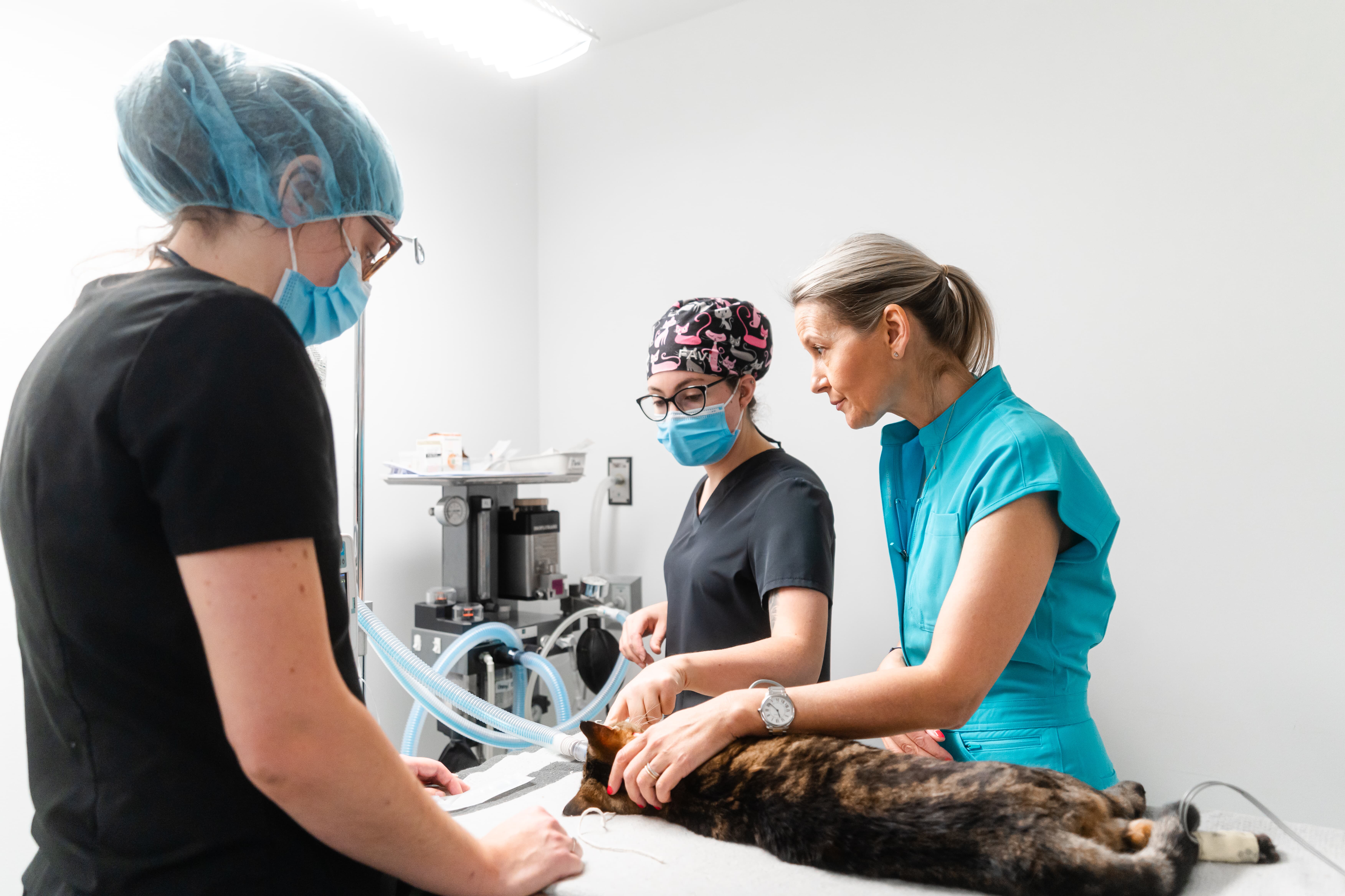 Images Clinique Vétérinaire Quartier Dix30