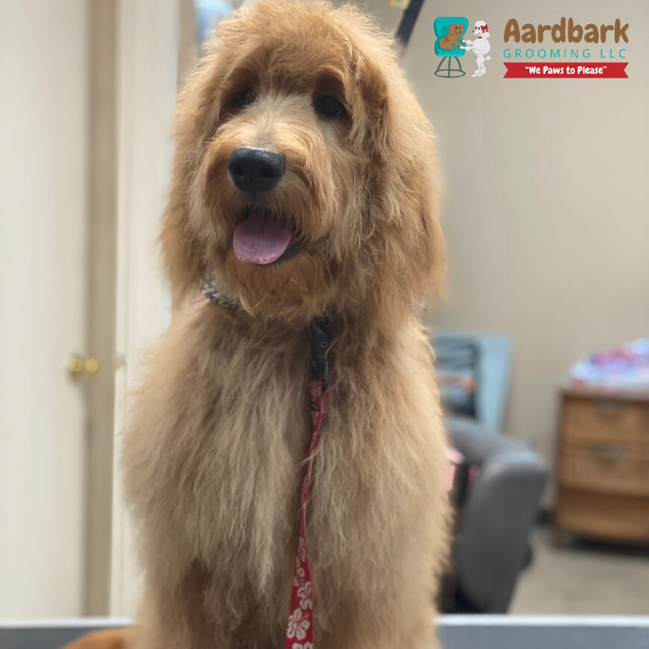 Aardbark Grooming Photo