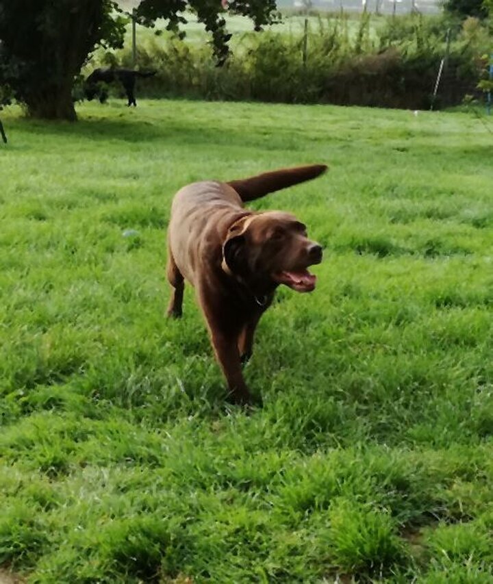 DogWaysCenter Moiken Plath - Hundephysio, Hundehotel/Pension, Hundetraining, Andreßenweg 1 in Friedrichskoog