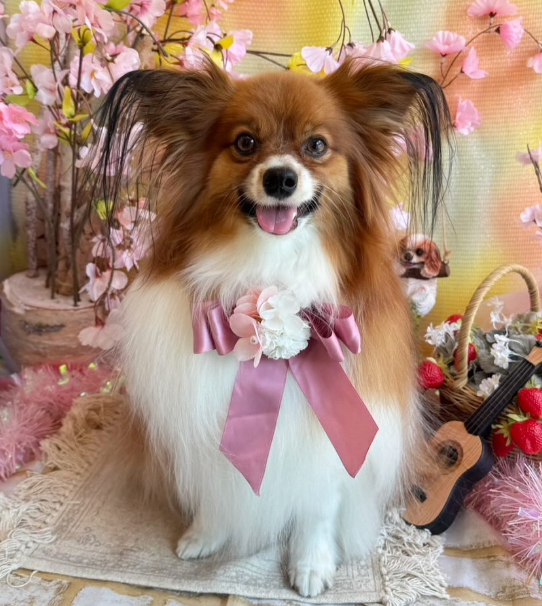 Images dog salon buku2