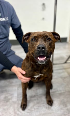 Images VCA McClave Animal Hospital