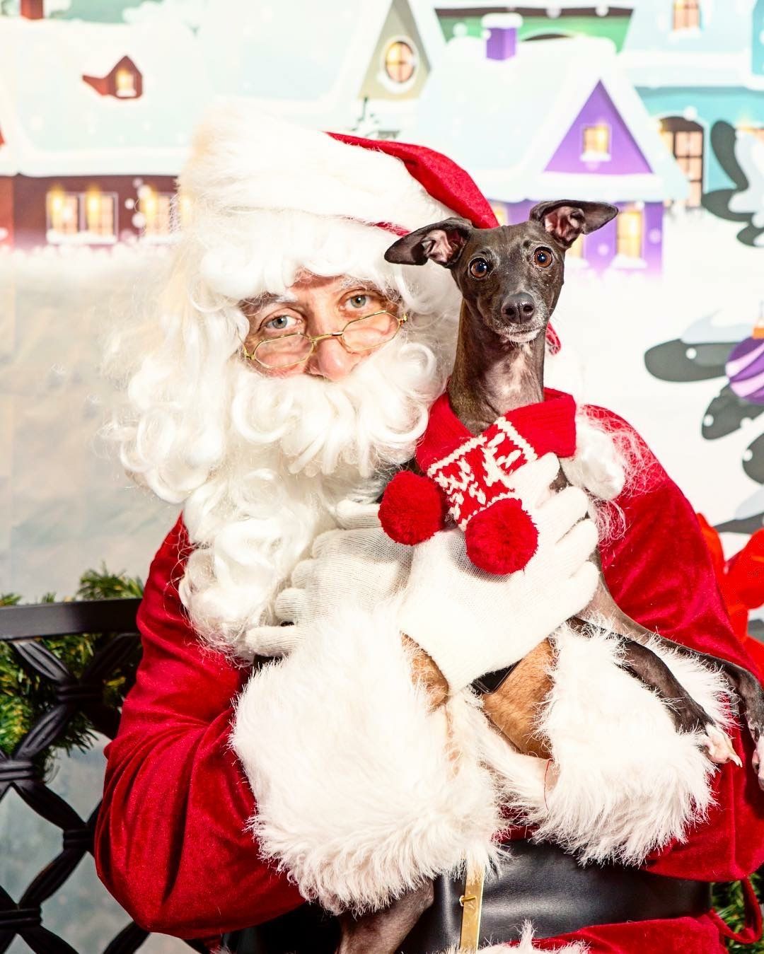 Four Muddy Paws Pet Food Supply Store & Self Service Dog Wash St. Louis ...